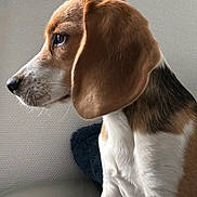 Alma participe au concours pour gagner de l'argent avec cette photo : beagle, dog, pet, side_profile, close_up, fur, ears, couch, indoor, looking, attentive, animal, mammal, white, brown, black, snout, whiskers, texture, calm
