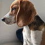 beagle, dog, pet, side_profile, close_up, fur, ears, couch, indoor, looking, attentive, animal, mammal, white, brown, black, snout, whiskers, texture, calm