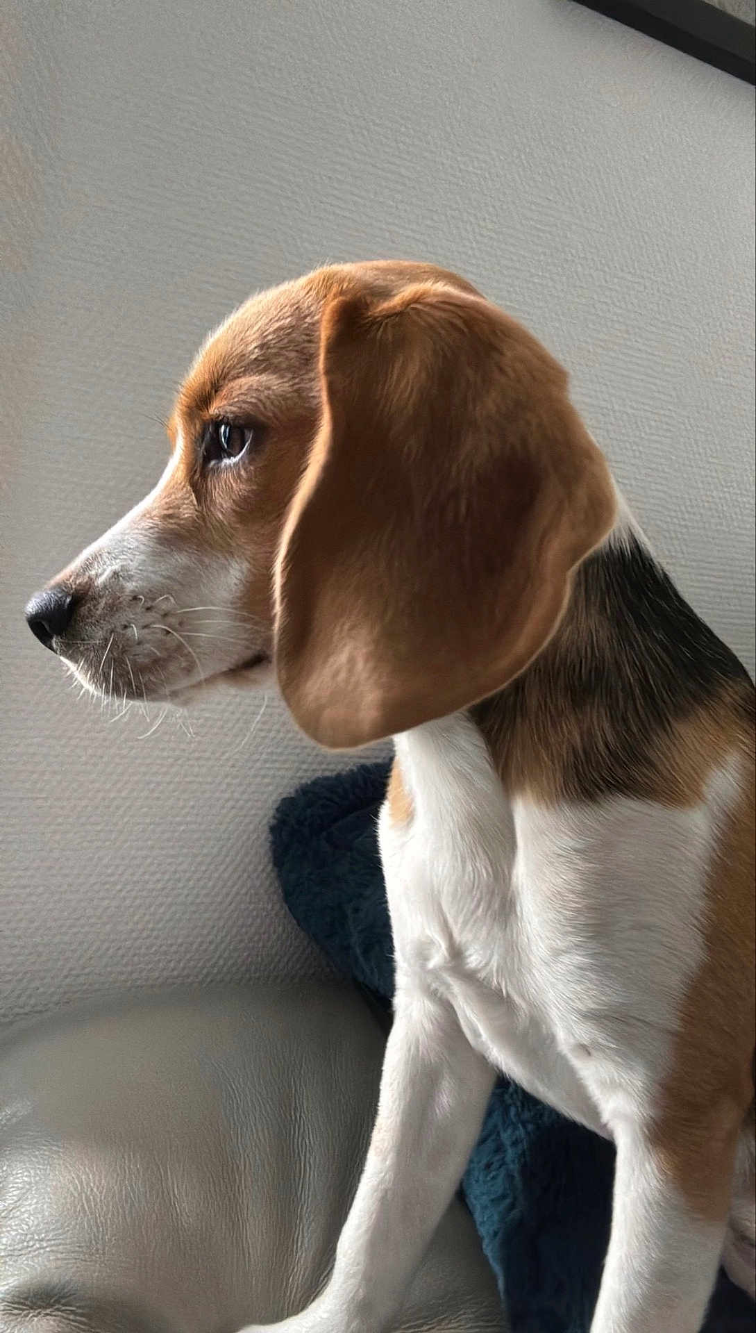 Alma participe au concours pour gagner de l'argent avec cette photo : beagle, dog, pet, side_profile, close_up, fur, ears, couch, indoor, looking, attentive, animal, mammal, white, brown, black, snout, whiskers, texture, calm