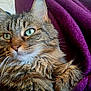 cat, tabby, close_up, fluffy, green_eyes, whiskers, purple_blanket, cozy, furry, pet, animal, relaxed, indoor, soft_texture, comfort, resting, fur, portrait, mammal, cute