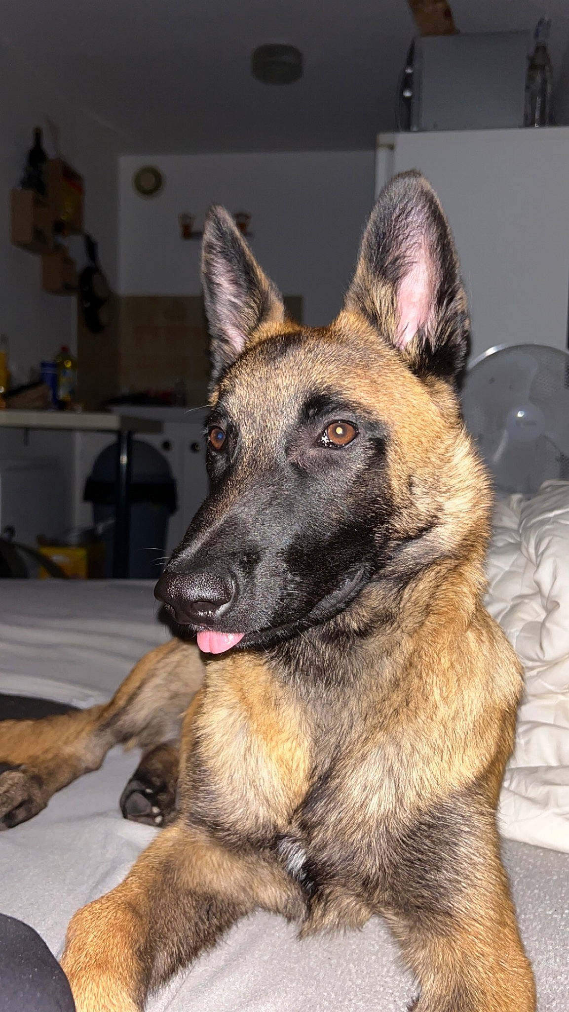 Oslo a rejoint le concours — aidez-le/la à gagner de superbes lots ! carnivore, dog, dog_breed, east_european_shepherd, fur, german_shepherd_dog, guard_dog, herding_dog, king_shepherd, old_german_shepherd_dog, snout, sporting_group, working_dog