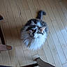 Finn is registered to the contest to win money with this photo: animal, cat, chair_leg, curious, domestic_animal, ears, feline, fluffy, fur, gray, home, indoor, looking_up, pet, sitting, table_leg, tail, whiskers, white, wooden_floor