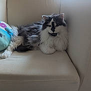 Finn is registered to the contest to win money with this photo: animal, beige, black_and_white, cat, couch, cozy, cute, domestic_cat, fluffy, fur, furniture, indoor, living_room, mammal, paw, pet, plush_toy, relaxed, resting, whiskers