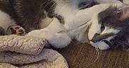 Finn is registered to the contest to win money with this photo: animal, blanket, cat, companions, cozy, cuddling, cute, domestic_cat, feline, fur, indoor, kitten, pets, playful, relaxed, resting, sofa, two_animals, whiskers, young