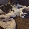 animal, blanket, cat, companions, cozy, cuddling, cute, domestic_cat, feline, fur, indoor, kitten, pets, playful, relaxed, resting, sofa, two_animals, whiskers, young