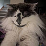 Finn is registered to the contest to win money with this photo: animal, black_fur, blurred_background, cat, close_up, cozy, cute, domestic, feline, fluffy, indoor, long_hair, pet, portrait, relaxed, resting, sleeping, soft_light, whiskers, white_fur