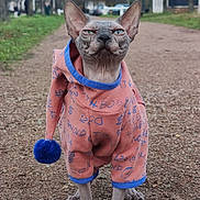 Uranus a rejoint le concours — aidez-le/la à gagner de superbes lots ! animal, bare_tree, blue, building, cat, clothing, costume, expression, face, fur_less, grass, gravel, legs, outdoor, park, path, pet, pink, sphynx_cat, tree