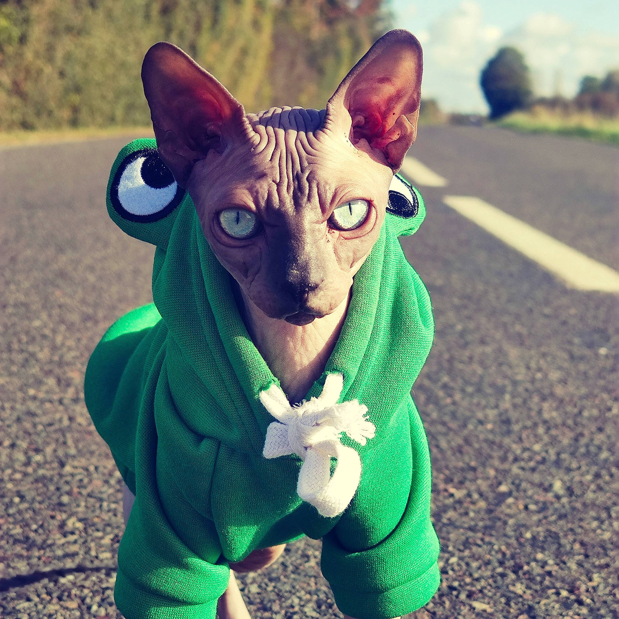 Uranus participe au concours pour gagner de l'argent avec cette photo : art, electric_blue, eyewear, fashion_accessory, fawn, felidae, fictional_character, fur, grass, grassland, happy, head, headgear, personal_protective_equipment, sky, small_to_medium_sized_cats, snout, tail, toy, whiskers