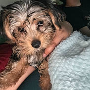 Benji is registered to the contest to win money with this photo: puppy, dog, person, hand, blanket, fur, indoor, closeup, cozy, cute, pet, sleepy, relaxed, face, holding, furry, resting, comfort, animal, indoor_lighting