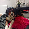 dog, bed, blanket, red_blanket, black_blanket, indoor, plant, potted_plant, furniture, window, comfort, resting, pet, animal, fur, looking, cozy, relaxed, home, living_room