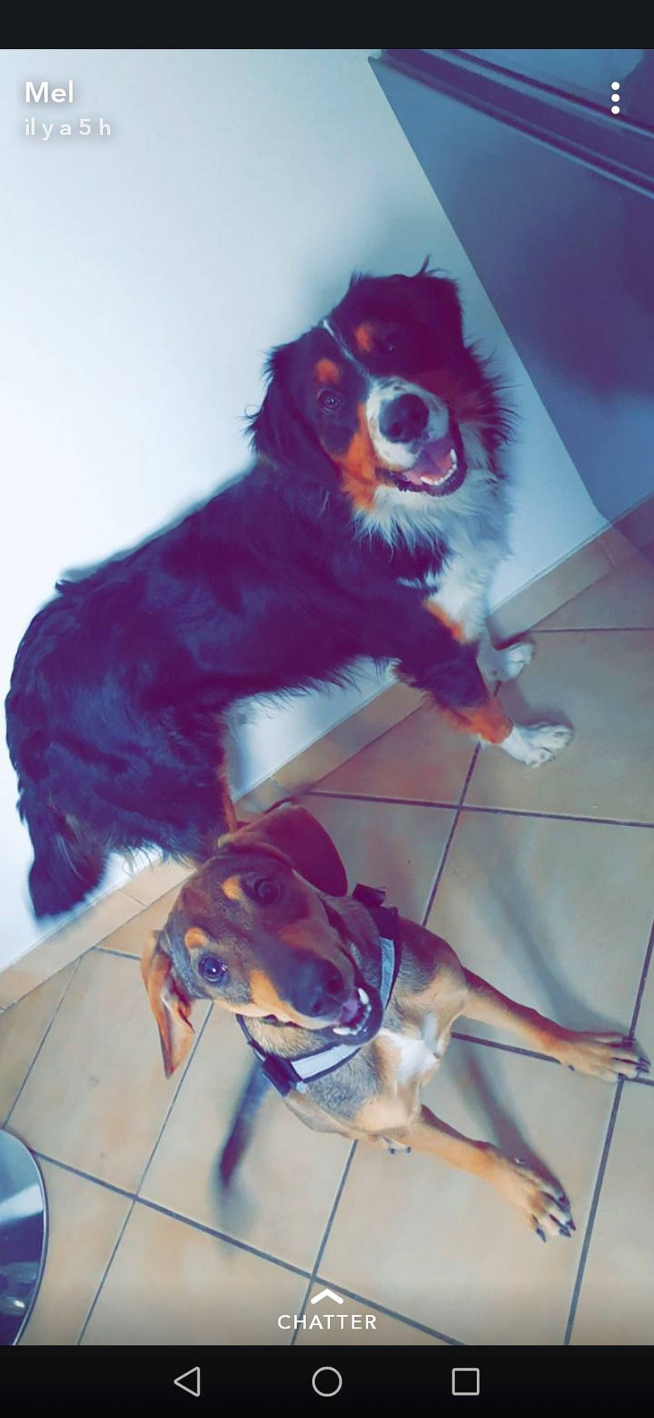Onix a rejoint le concours — aidez-le/la à gagner de superbes lots ! australian_shepherd, bernese_mountain_dog, border_collie, canidae, carnivore, companion_dog, dog, dog_breed, english_shepherd, small_greek_domestic_dog, sporting_group, working_dog