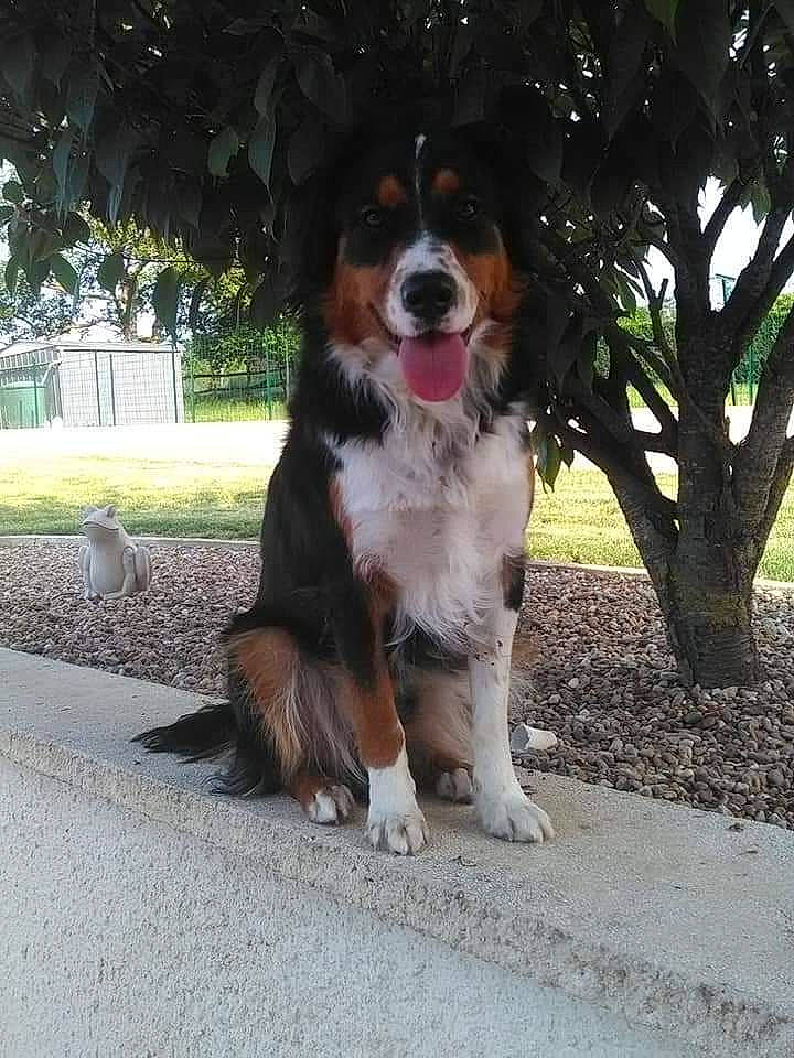 Onix a rejoint le concours — aidez-le/la à gagner de superbes lots ! australian_shepherd, bernese_mountain_dog, canidae, carnivore, cavalier_king_charles_spaniel, companion_dog, dog, dog_breed, english_shepherd, fawn, king_charles_spaniel, mammal, miniature_australian_shepherd, rare_breed_dog, snout, sporting_group, vertebrate, working_dog