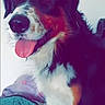 Onix a rejoint le concours — aidez-le/la à gagner de superbes lots ! australian_shepherd, bernese_mountain_dog, canidae, carnivore, cavalier_king_charles_spaniel, companion_dog, dog, dog_breed, king_charles_spaniel, mammal, phalene, puppy, puppy_love, rare_breed_dog, snout, spaniel, sporting_group