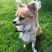 Kano joined the competition — help win amazing prizes! canidae, carnivore, chihuahua, companion_dog, dog, dog_breed, fawn, grass, mammal, papillon, puppy, snout, sporting_group, toy_dog, vertebrate