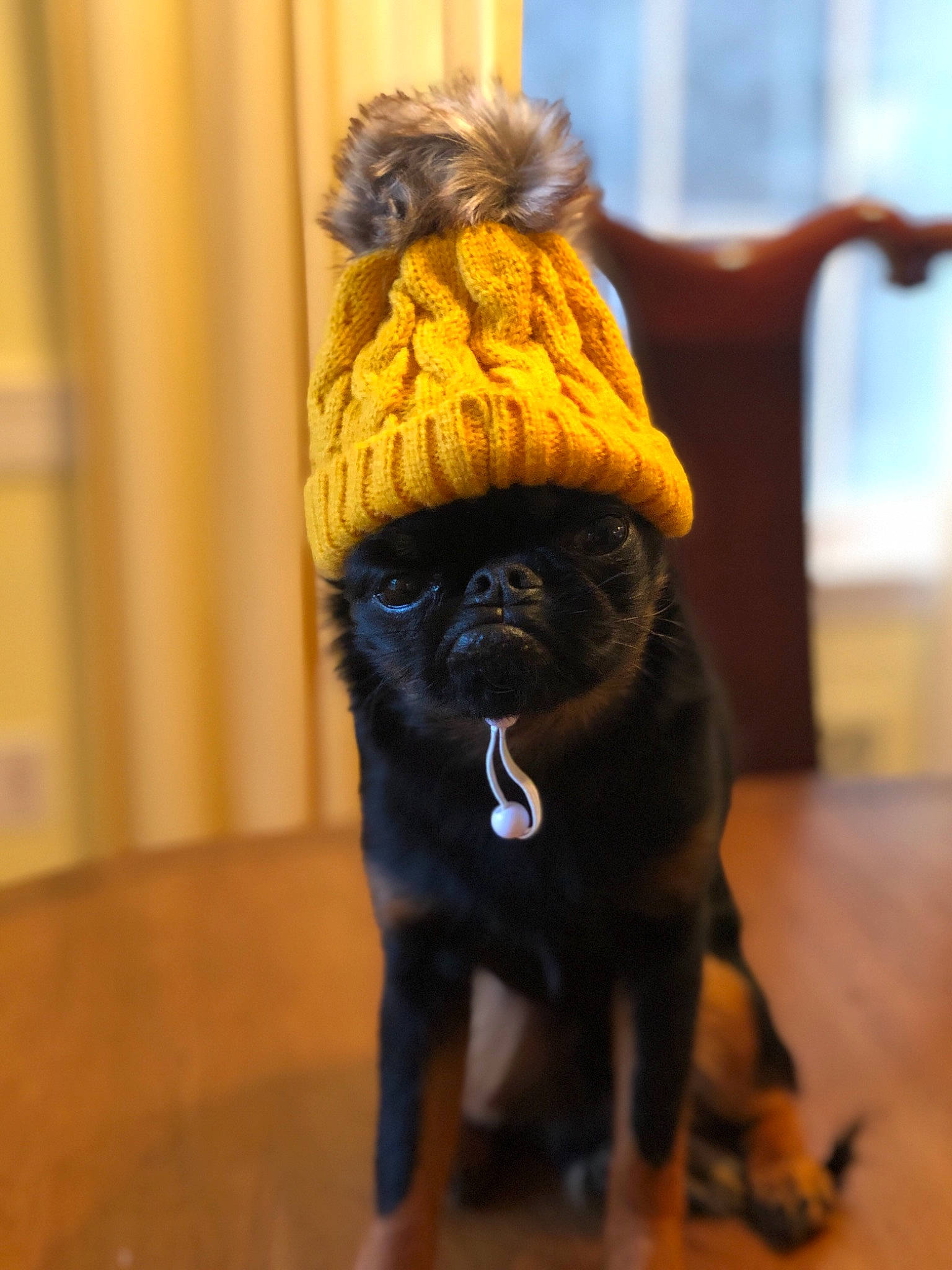 Chico is registered to the contest to win money with this photo: affenpinscher, canidae, carnivore, companion_dog, dog, dog_breed, dog_clothes, dog_supply, fawn, fur, griffon_bruxellois, pug, puppy, snout, sporting_group, toy_dog, yellow