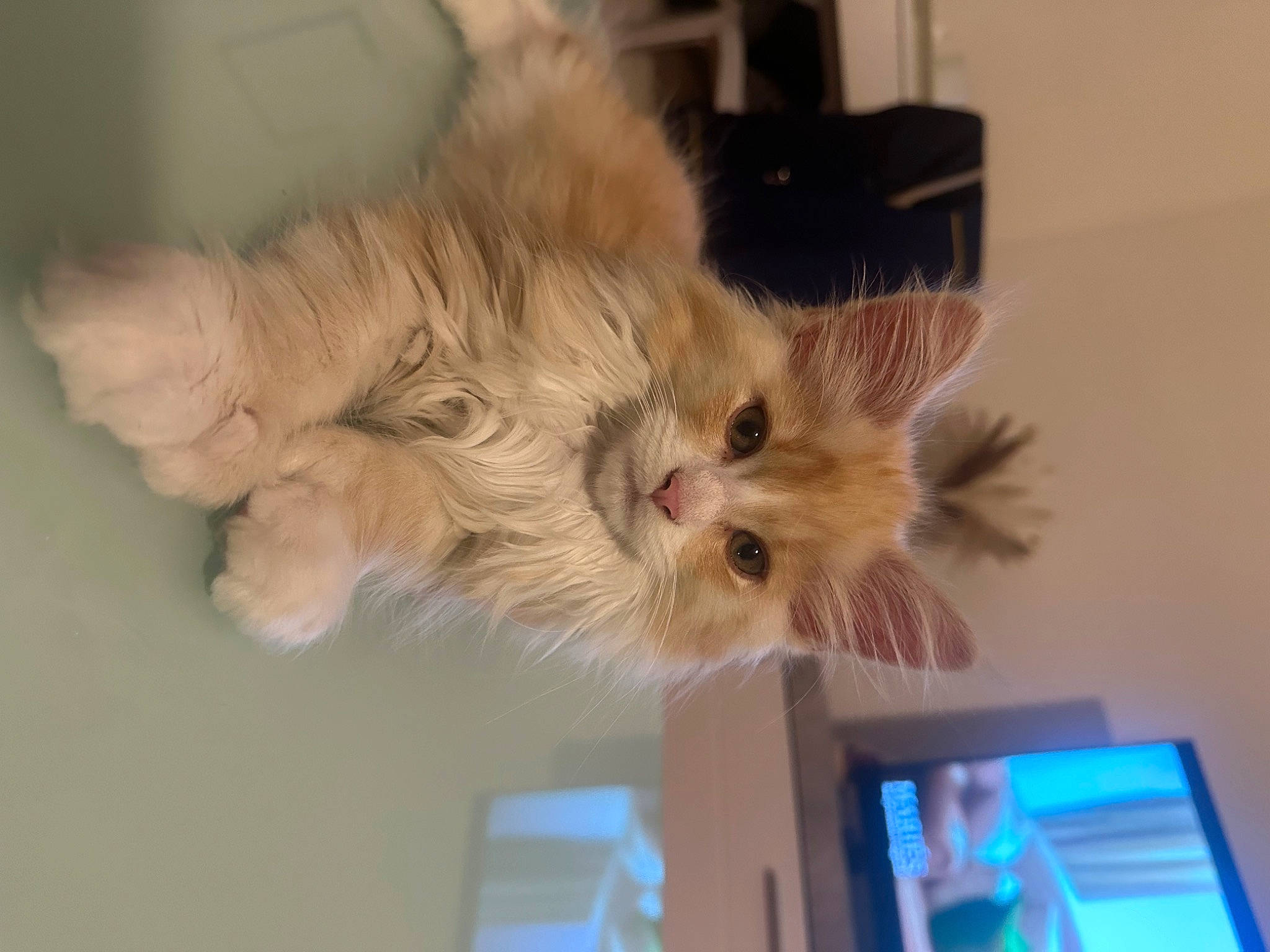 Winnie a rejoint le concours — aidez-le/la à gagner de superbes lots ! canidae, carnivore, cat, claw, companion_dog, display_device, dog_breed, felidae, fur, paw, small_to_medium_sized_cats, sporting_group, tail, whiskers