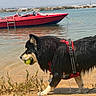 Volt a rejoint le concours — aidez-le/la à gagner de superbes lots ! dog, beach, shoreline, water, boat, red_boat, tennis_ball, harness, leash, black_fur, tan_markings, wet_fur, walking, outdoors, sunny, seaside, sand, coastline, red_harness, landscape
