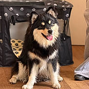 Volt a rejoint le concours — aidez-le/la à gagner de superbes lots ! dog, puppy, black_and_tan, fluffy, sitting, tongue_out, open_mouth, pointed_ears, pet, indoor, wooden_floor, playpen, paw_prints, home, living_room, portrait, looking_at_camera, happy, cute, animal