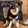 dog, puppy, black_and_tan, fluffy, sitting, tongue_out, open_mouth, pointed_ears, pet, indoor, wooden_floor, playpen, paw_prints, home, living_room, portrait, looking_at_camera, happy, cute, animal