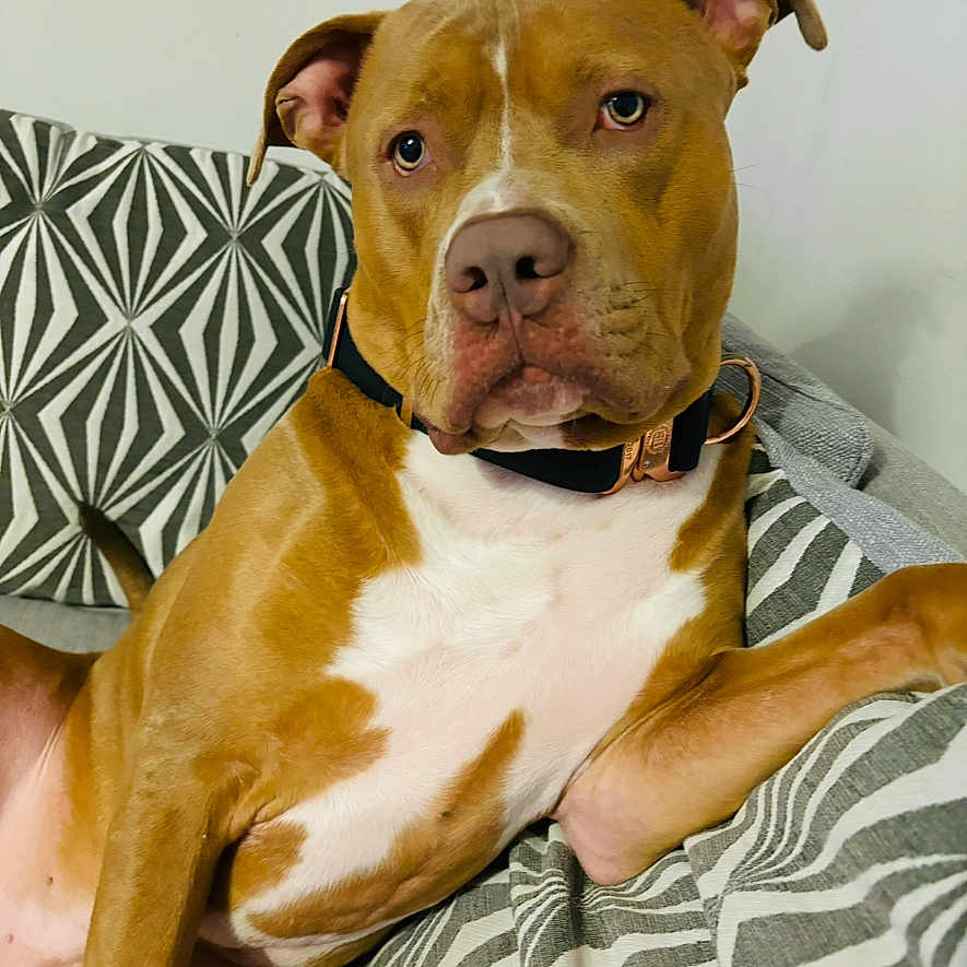 Chester joined the competition — help win amazing prizes! animal, boxer, bulldog, canine, chair, couch, cushion, dog, frenchbulldog, furniture, homedecor, hound, pet, pitbull, pointer, puppy, snout, terrier
