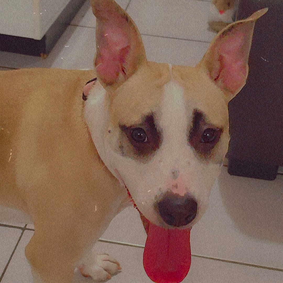Bella participe au concours pour gagner de l'argent avec cette photo : animal, big_ears, brown_and_white, canine, companion, cute, dog, domestic_animal, floor, furniture, happy, household, indoor, living_room, looking_up, pet, plush_toy, rabbit_toy, tile_floor, tongue_out