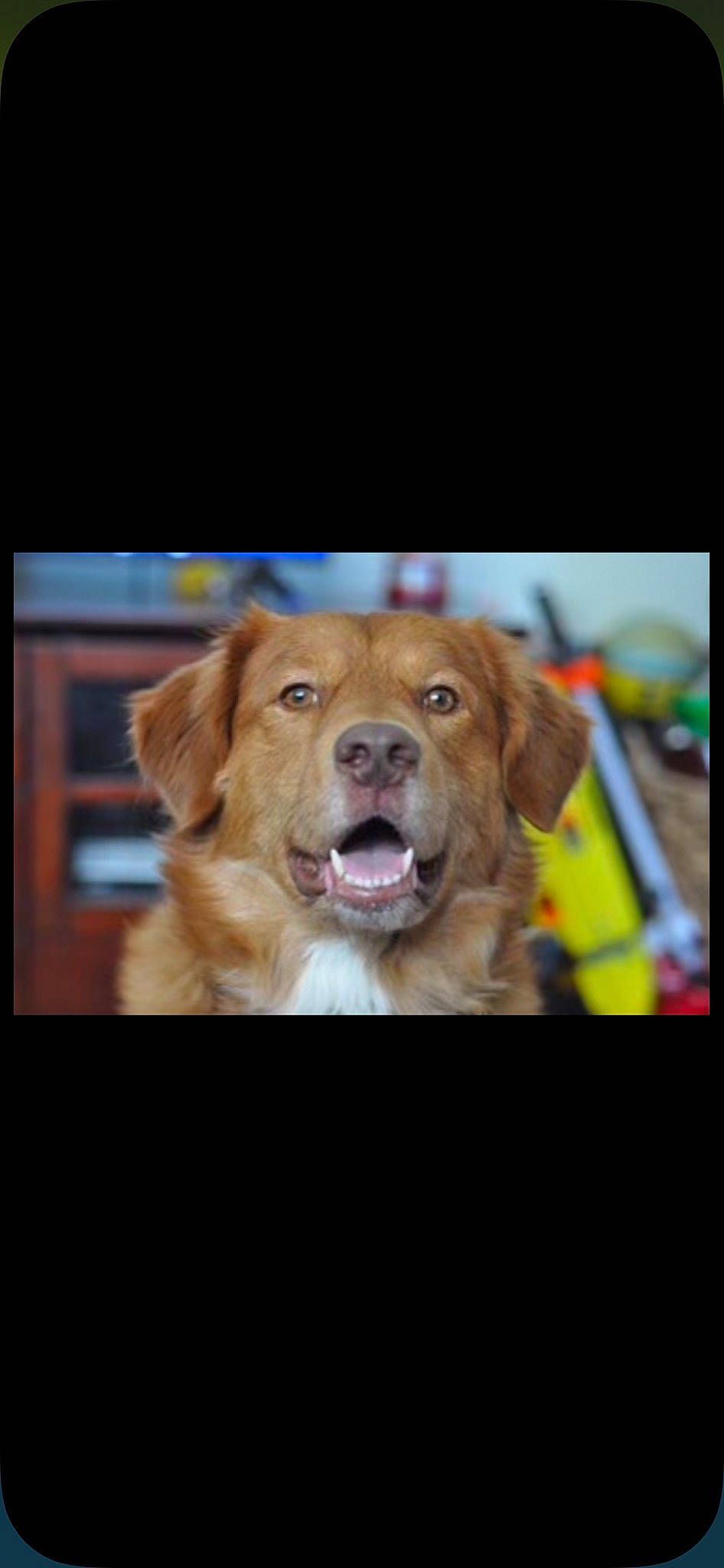 Nanuk joined the competition — help win amazing prizes! canidae, carnivore, companion_dog, dog, dog_breed, fawn, fur, golden_retriever, gun_dog, labrador_retriever, liver, photo_caption, puppy, retriever, snout, sporting_group, whiskers, wildlife, winter, working_animal