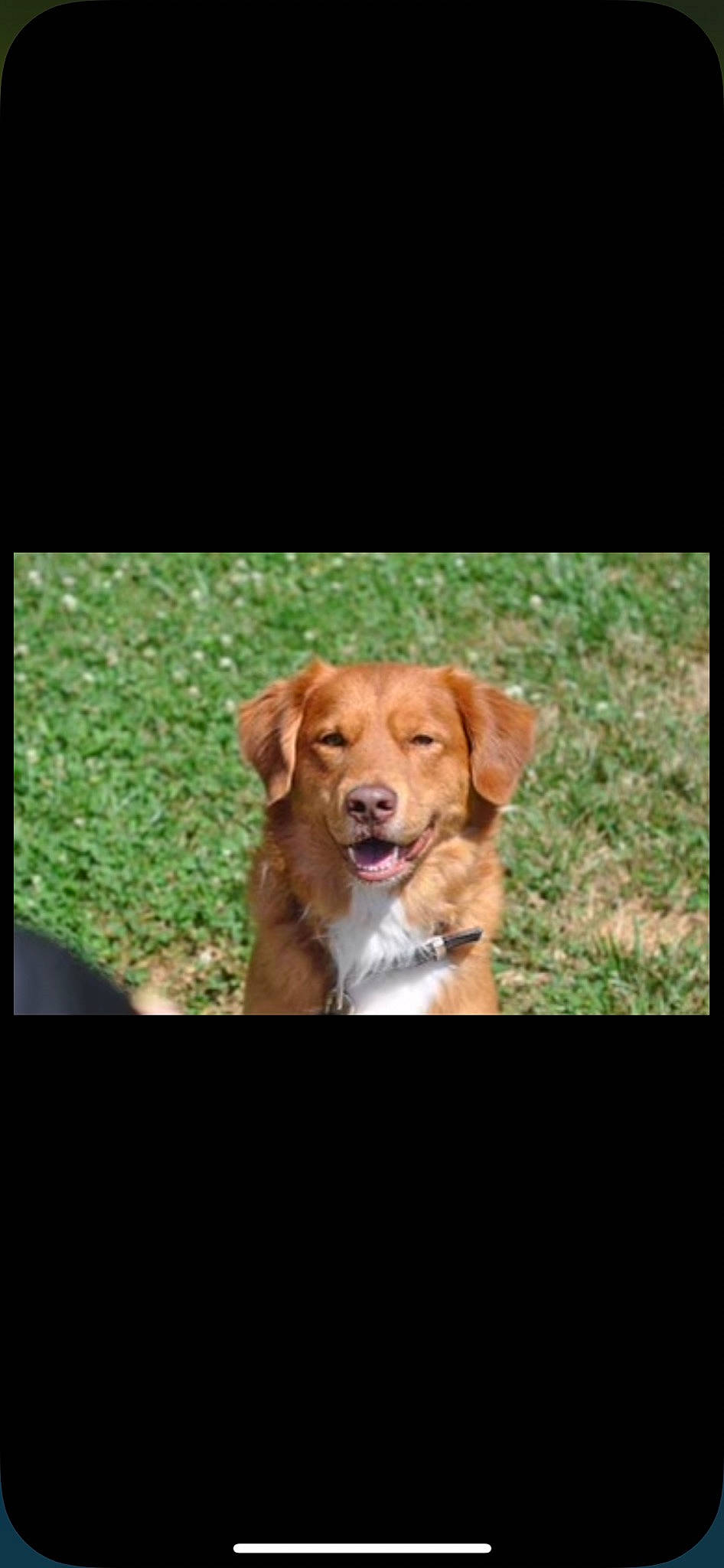 Nanuk is registered to the contest to win money with this photo: canidae, carnivore, companion_dog, dog, dog_breed, fawn, fur, grass, gun_dog, hunting_dog, liver, photo_caption, plant, rectangle, retriever, sitting, snout, sporting_group, wood, working_animal