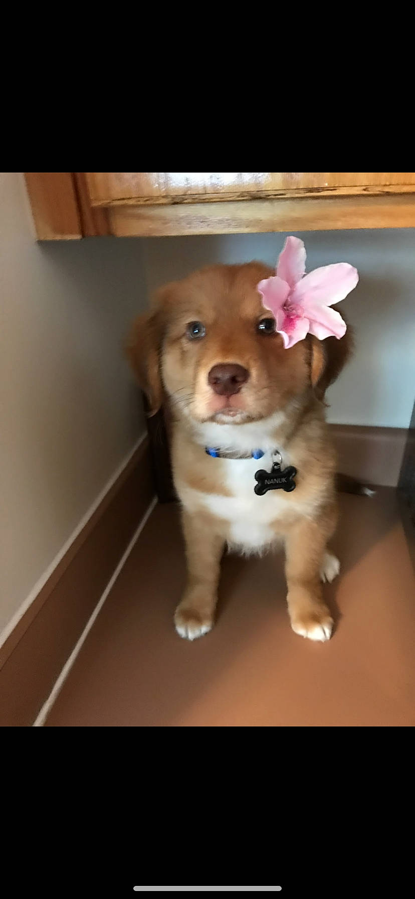 Nanuk joined the competition — help win amazing prizes! ball, carnivore, companion_dog, dog, dog_breed, dog_supply, eye, fawn, firefighter, flooring, fur, paw, retriever, snout, sporting_group, tail, toy_dog, whiskers, wood, working_animal