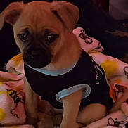 Mencho is registered to the contest to win money with this photo: bed, bee_pattern, black_shirt, blanket, cozy, cute, dog, ears, eyes, fur, home, indoor, looking_at_camera, pet, portrait, puppy, puppy_shirt, sitting, small_dog, soft_texture
