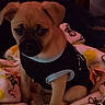 bed, bee_pattern, black_shirt, blanket, cozy, cute, dog, ears, eyes, fur, home, indoor, looking_at_camera, pet, portrait, puppy, puppy_shirt, sitting, small_dog, soft_texture
