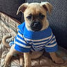 Mencho is registered to the contest to win money with this photo: big_eyes, blue_shirt, brown_fur, couch, cozy, cute, dog, indoor, looking_at_camera, muzzle, paws, pet, portrait, puppy, quilted_blanket, short_fur, sitting, small_dog, striped_shirt, textured_upholstery