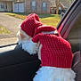 brick_house, car_interior, car_window, cozy, cute, daylight, dog, dog_clothing, front_lawn, hand, knit_sweater, looking_out, passenger, pet, portrait, red_sweater, small_dog, suburban_house, travel, white_fur