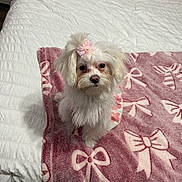 Evie is registered to the contest to win money with this photo: bed, bedroom, blanket, bow, cozy, cute, dog, hair_bow, indoor, looking_at_camera, pet, pink_blanket, plush, portrait, puppy, sitting, small_dog, soft_texture, toy, white_fur