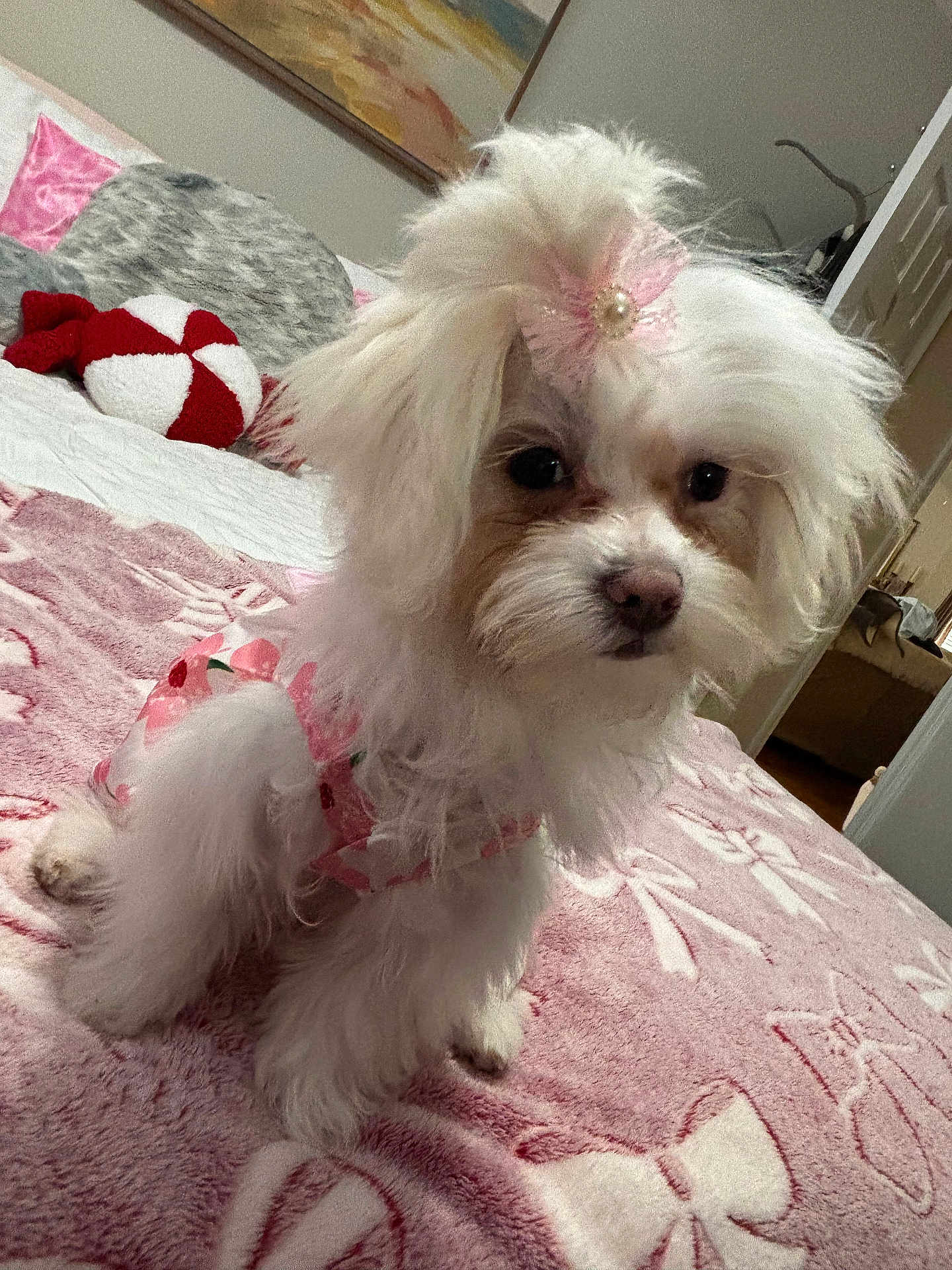 Evie is registered to the contest to win money with this photo: bed, blanket, cozy, cute, dog, dress, fluffy, grooming, home, indoor, painting, paw, pet, pillow, pink_bow, portrait, puppy, small_dog, toy, white_fur