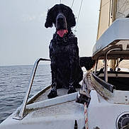 Topaze participe au concours pour gagner de l'argent avec cette photo : adventure, animal, black_and_white, boat, calm, daytime, dog, harness, marine, mast, metal_rail, nature, outdoor, pet, rope, sea, sitting, sky, tongue_out, water