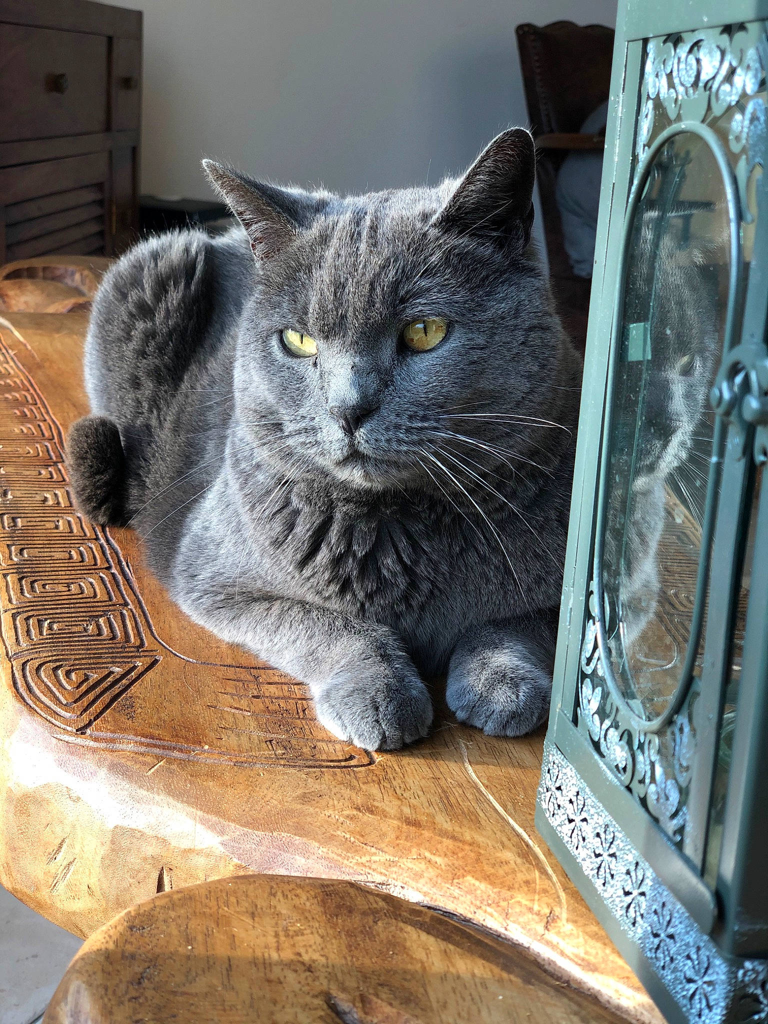 Eclair participe au concours pour gagner de l'argent avec cette photo : art, automotive_tire, cabinetry, carnivore, cat, chest_of_drawers, domestic_short_haired_cat, felidae, fur, grey, illustration, puzzle, russian_blue, small_to_medium_sized_cats, snout, tail, vertebrate, whiskers, window, wood