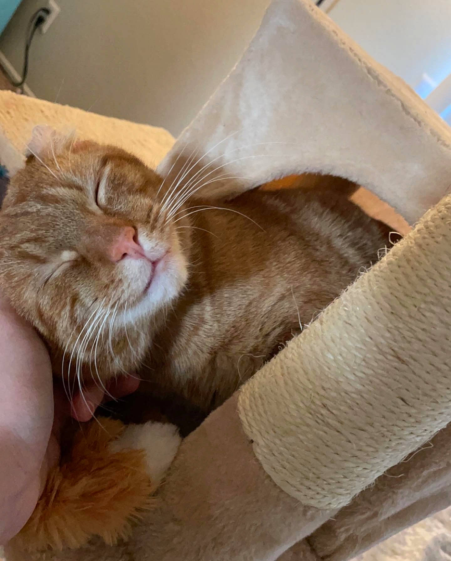 Otis is registered to the contest to win money with this photo: carnivore, cat, cat_supply, claw, comfort, domestic_short_haired_cat, ear, felidae, foot, fur, liver, nap, paw, sleep, small_to_medium_sized_cats, tail, whiskers