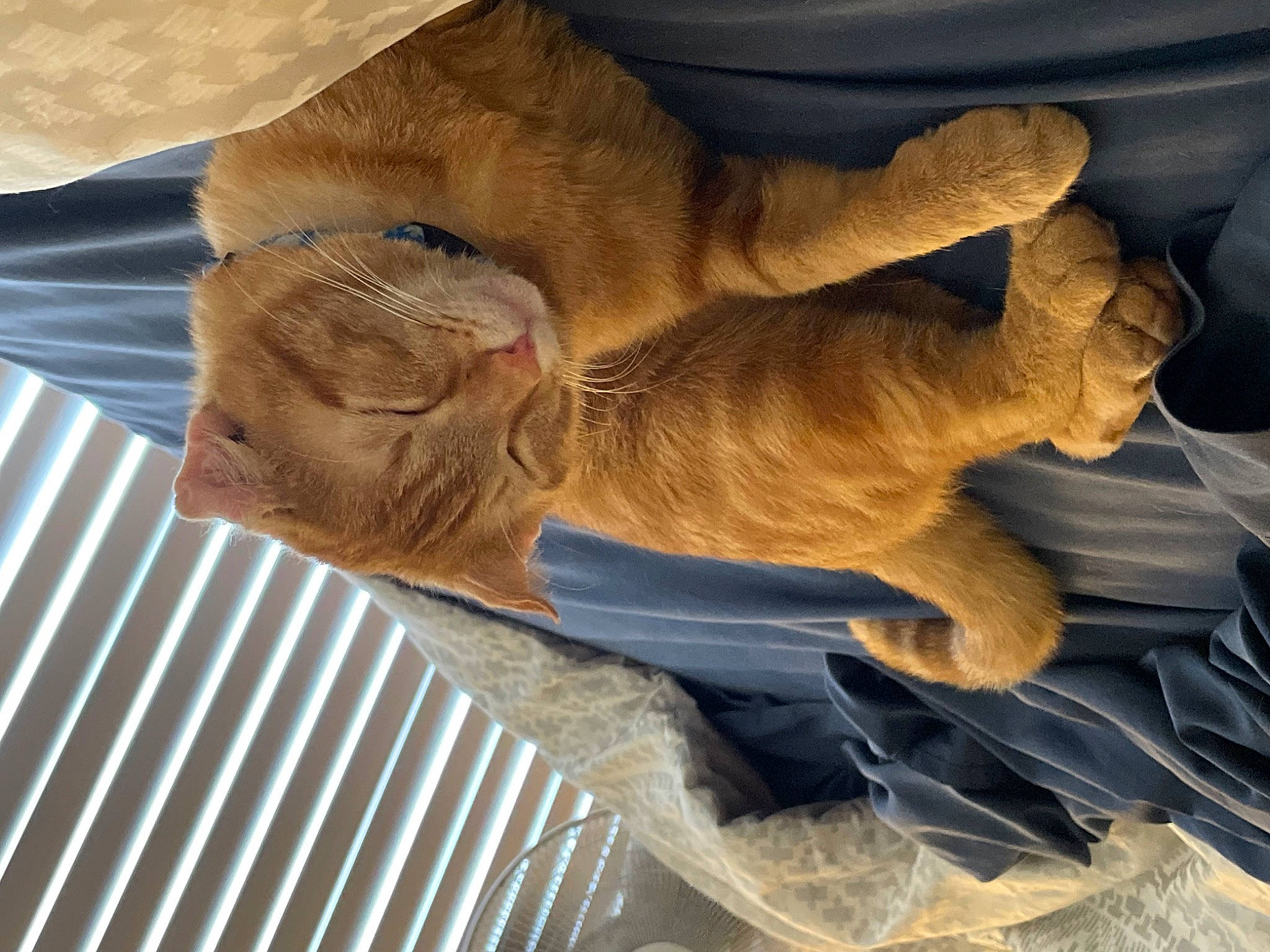 Otis joined the competition — help win amazing prizes! big_cats, canidae, carnivore, comfort, fawn, felidae, fur, gesture, human_leg, lion, liver, sculpture, snout, sporting_group, tail, terrestrial_animal, tree, wing, wood, wrinkle