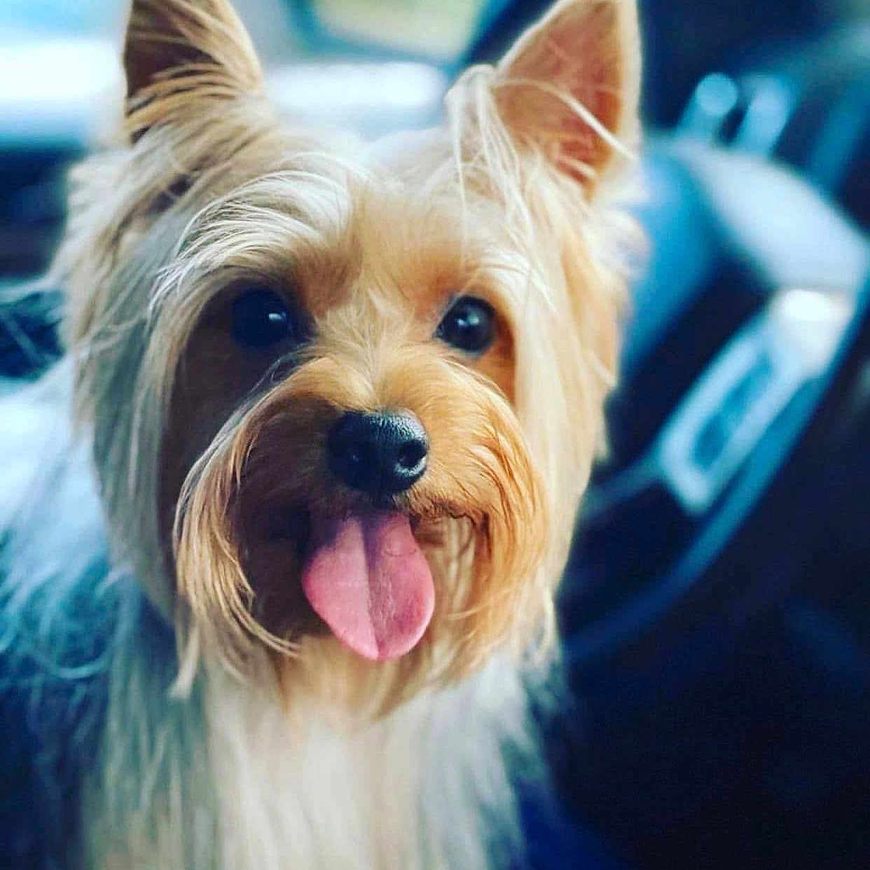 Cooper