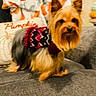 Cooper is registered to the contest to win money with this photo: animal, autumn, blanket, clothing, couch, cozy, cute, decor, dog, fur, furniture, home, indoor, pet, pillow, portrait, pumpkin, small_dog, sweater, yorkshire_terrier