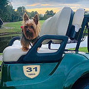 Cooper is registered to the contest to win money with this photo: animal, calm, canine, dog, golf_cart, grass, greenery, leisure, nature, outdoor, parked, pet, scenic, seat, sky, small_dog, sunset, trees, vehicle, yorkshire_terrier