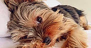 Cooper is registered to the contest to win money with this photo: adorable, animal, bed, black_nose, brown_fur, canine, close_up, cute, dog, fur, indoor, lying_down, paw, pet, puppy, relaxed, resting, sleepy, small_dog, soft_light