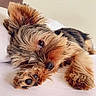 adorable, animal, bed, black_nose, brown_fur, canine, close_up, cute, dog, fur, indoor, lying_down, paw, pet, puppy, relaxed, resting, sleepy, small_dog, soft_light