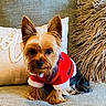 Cooper is registered to the contest to win money with this photo: animal, christmas_outfit, couch, cozy, cute, decorative_pillow, dog, ears, festive, fur, furniture, holiday, home, indoor, pet, pillow, red_clothing, sitting, small_dog, yorkshire_terrier