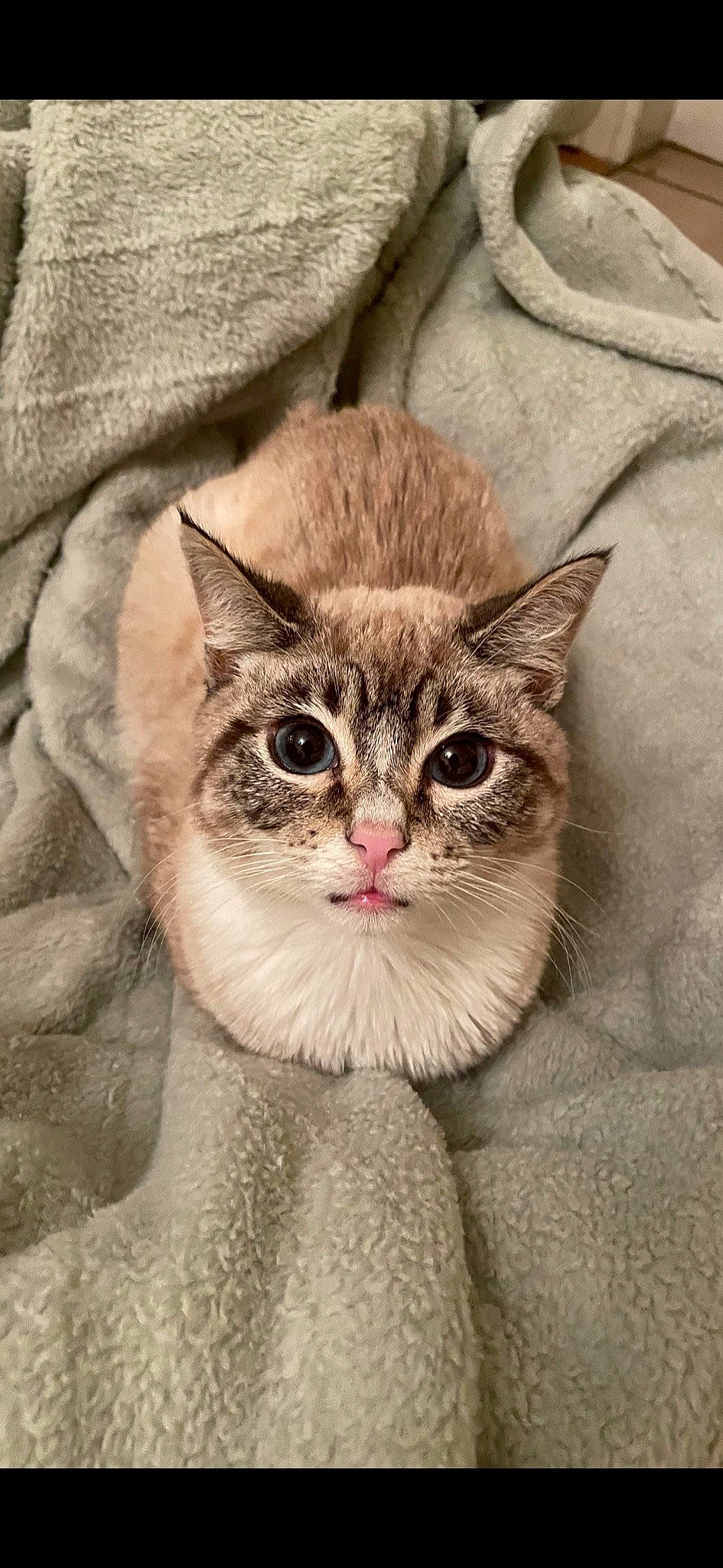 Nube is registered to the contest to win money with this photo: carnivore, cat, claw, domestic_short_haired_cat, fawn, felidae, fur, grey, iris, paw, photo_caption, plant, sleeve, small_to_medium_sized_cats, snout, tail, terrestrial_animal, whiskers, wildlife, window