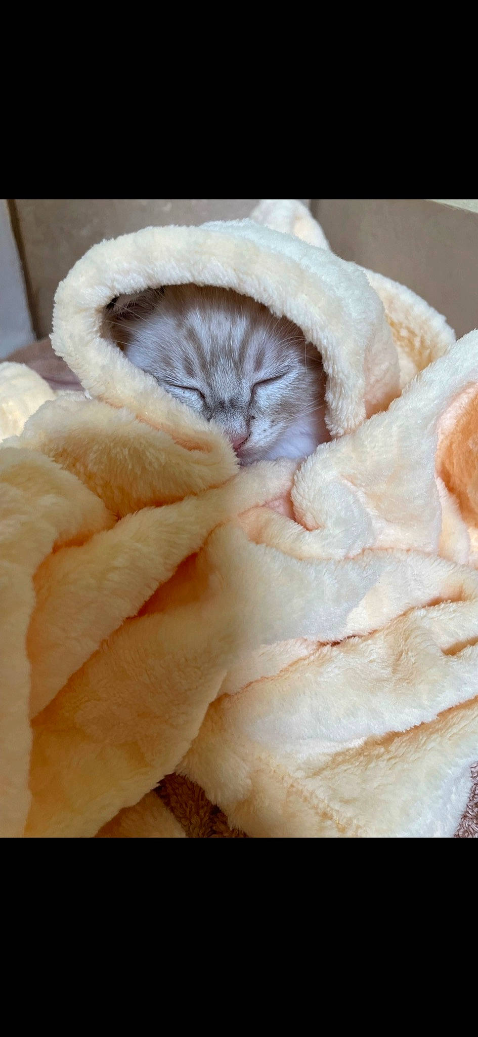 Nube joined the competition — help win amazing prizes! canidae, carnivore, cat, comfort, fawn, felidae, fur, fur_clothing, linens, nap, natural_material, peach, petal, rose_family, sleep, small_to_medium_sized_cats, snout, terrestrial_animal, whiskers, wool