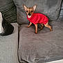 dog, chihuahua, pet, sweater, red_sweater, couch, gray_couch, indoor, small_dog, alert, fur, animal, cute, domestic_animal, canine, living_room, furniture, cozy, portrait, standing