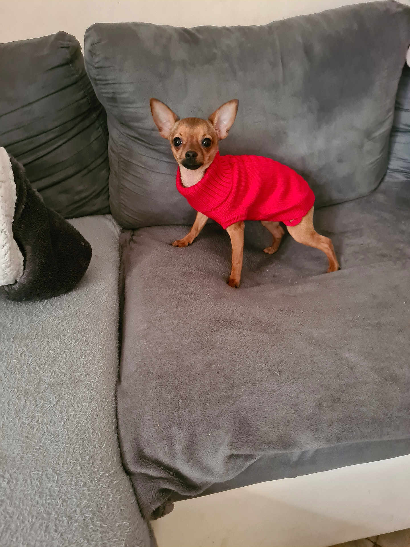 Shanelle a rejoint le concours — aidez-le/la à gagner de superbes lots ! dog, chihuahua, pet, sweater, red_sweater, couch, gray_couch, indoor, small_dog, alert, fur, animal, cute, domestic_animal, canine, living_room, furniture, cozy, portrait, standing