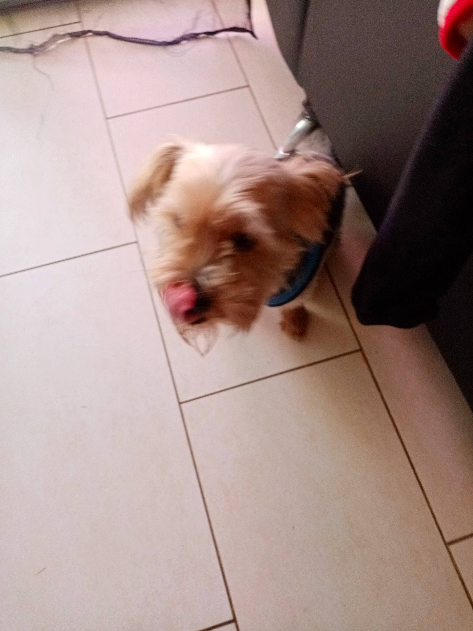 Oki a rejoint le concours — aidez-le/la à gagner de superbes lots ! canidae, carnivore, companion_dog, dog, dog_breed, dog_supply, fawn, floor, flooring, fur, hardwood, liver, pet_supply, small_terrier, snout, sporting_group, terrier, tile_flooring, toy_dog, working_animal