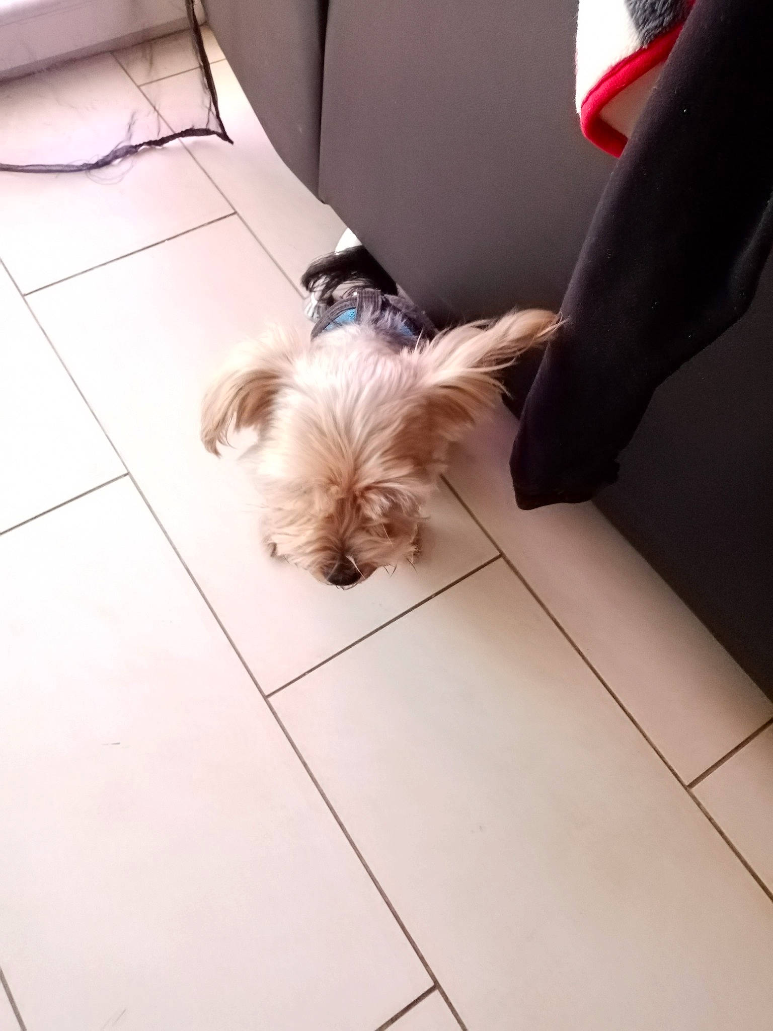 Oki a rejoint le concours — aidez-le/la à gagner de superbes lots ! canidae, carnivore, comfort, companion_dog, dog, dog_breed, dog_supply, fawn, floor, flooring, fur, hardwood, liver, small_terrier, sporting_group, terrier, tile_flooring, toy_dog, wood, working_animal